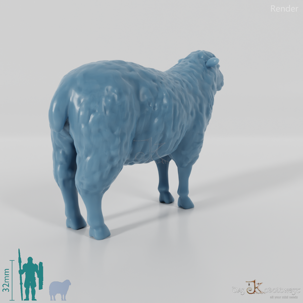 Sheep - domestic sheep 01