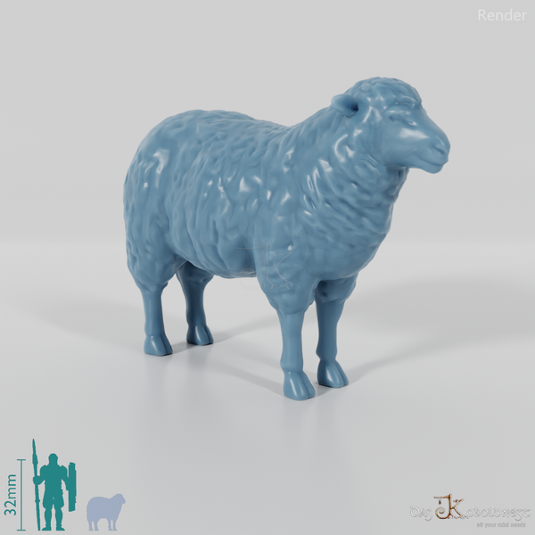 Sheep - domestic sheep 01
