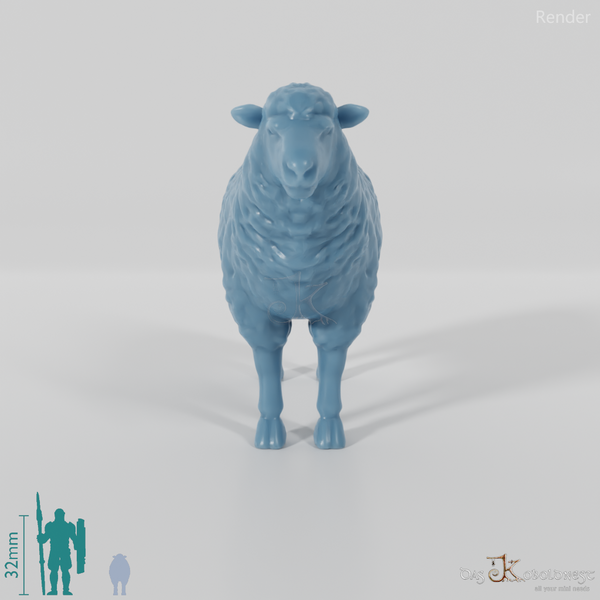 Sheep - domestic sheep 01