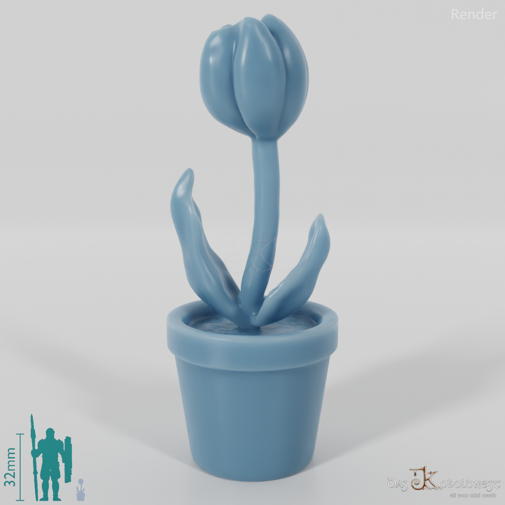 Potted plant - tulip in flower pot