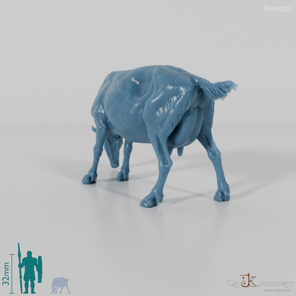 Goat - Mountain Goat 03