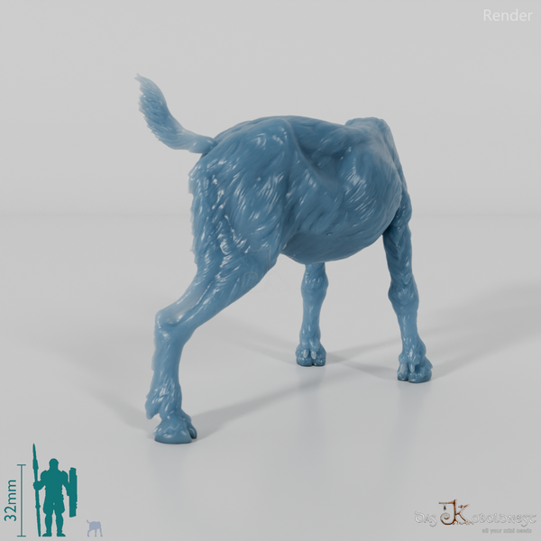 Goat - Mountain Goat - Fawn 02