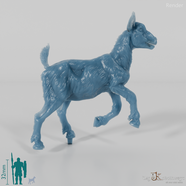 Goat - Mountain Goat - Fawn 03