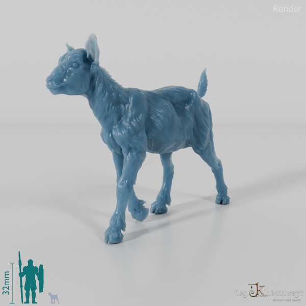 Goat - Mountain Goat - Fawn 06