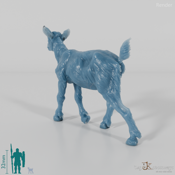 Goat - Mountain Goat - Fawn 06