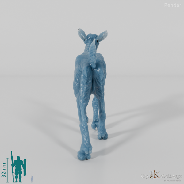 Goat - Mountain Goat - Fawn 06