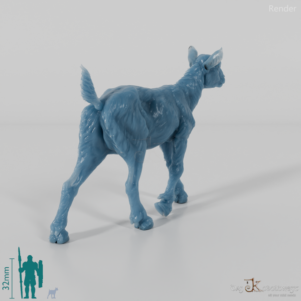 Goat - Mountain Goat - Fawn 06