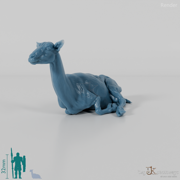 Goat - Mountain Goat 04