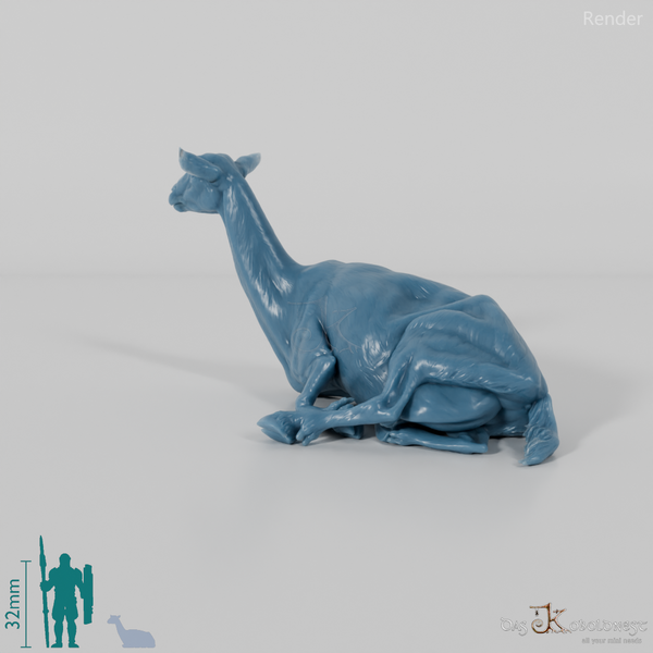 Goat - Mountain Goat 04