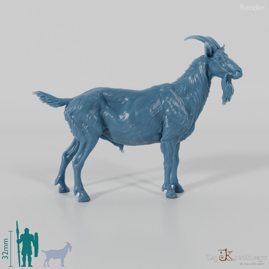 Goat - mountain goat - billy goat 01
