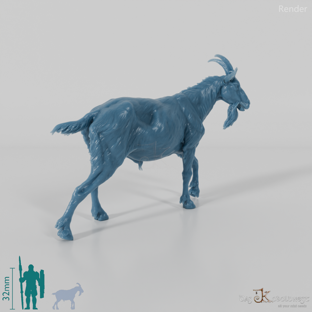 Goat - mountain goat - billy goat 03