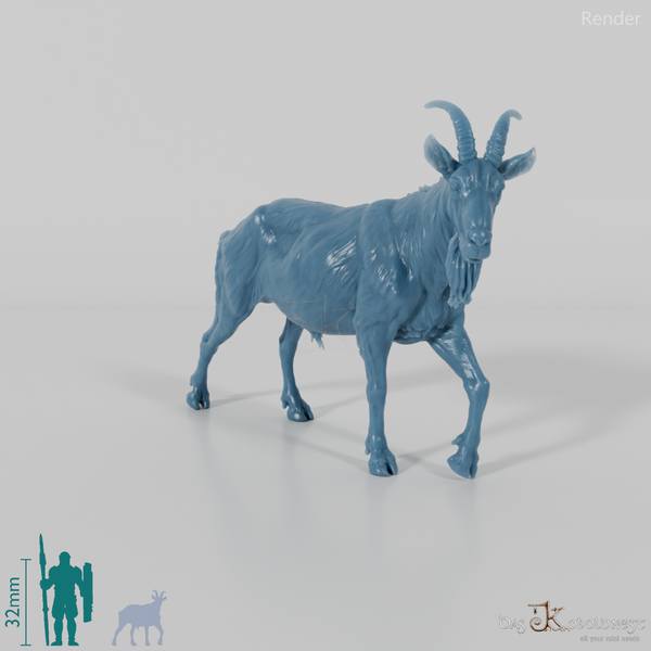 Goat - mountain goat - billy goat 03