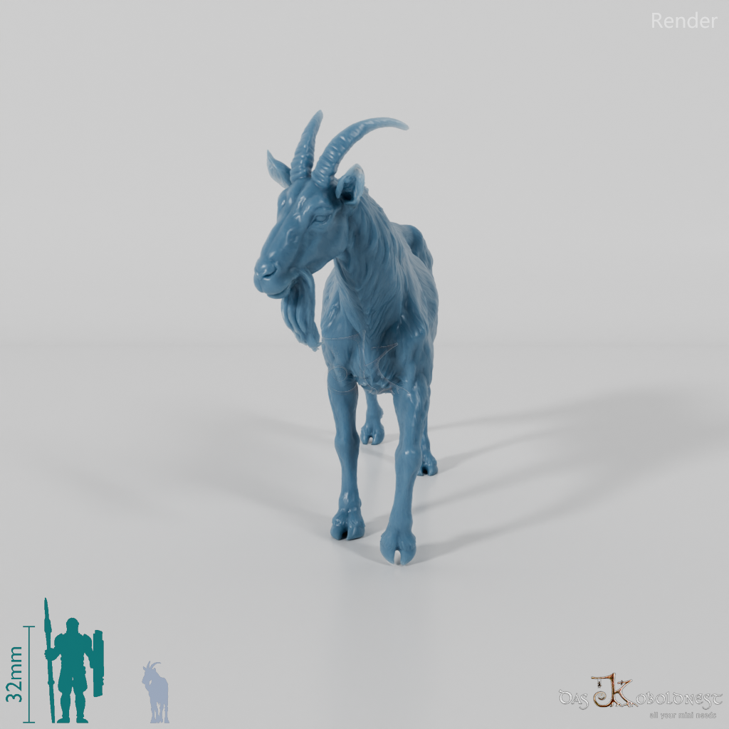 Goat - mountain goat - billy goat 03