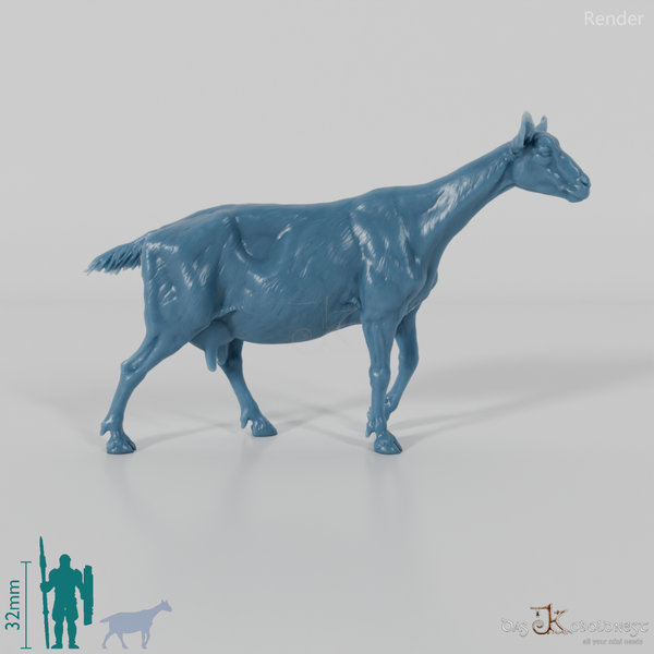 Goat - Mountain Goat 05