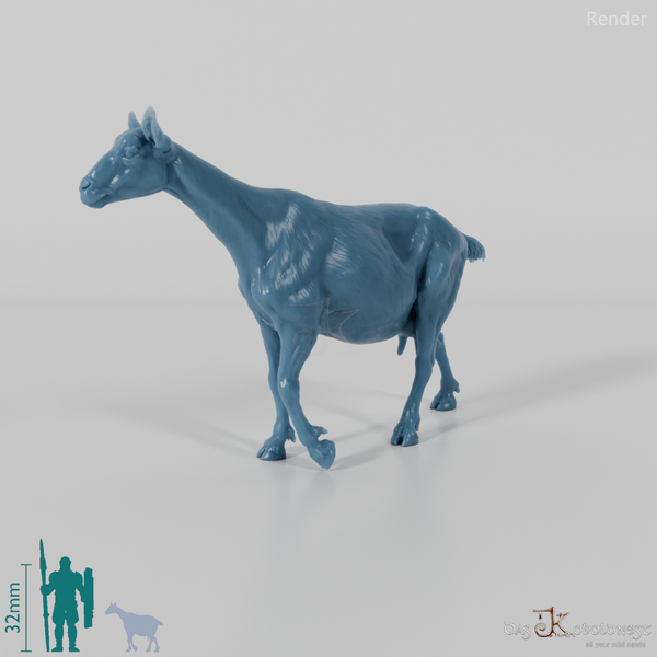 Goat - Mountain Goat 05