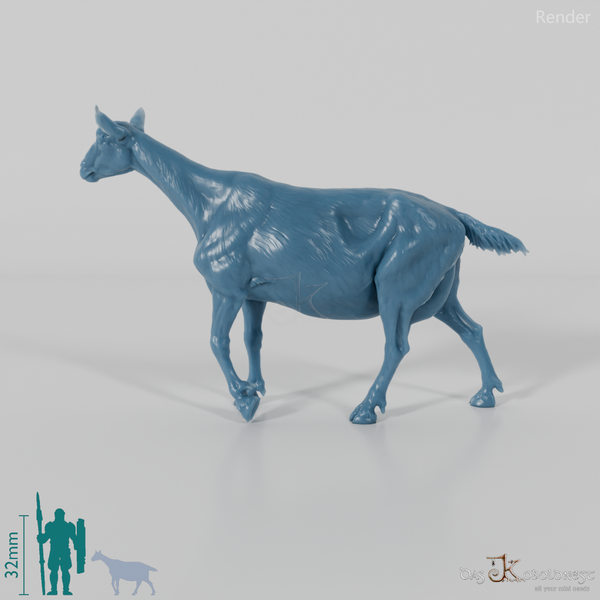 Goat - Mountain Goat 05