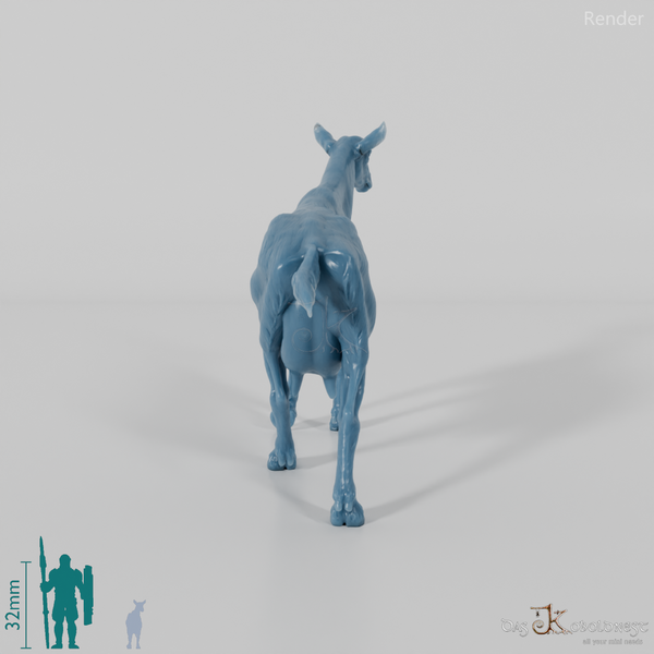 Goat - Mountain Goat 05