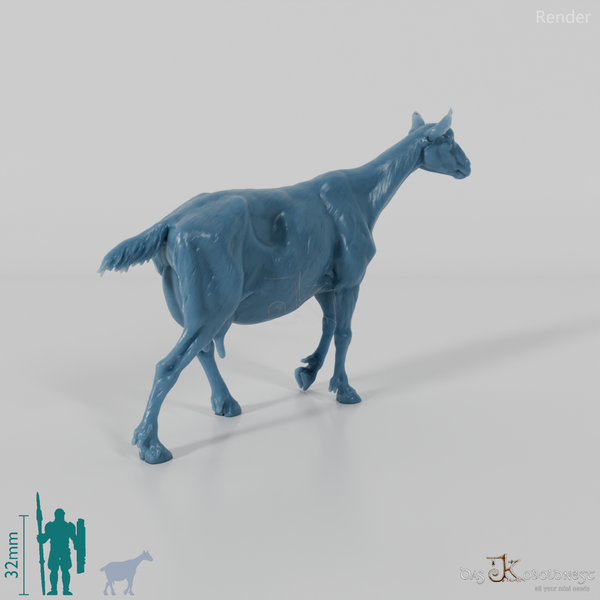 Goat - Mountain Goat 05