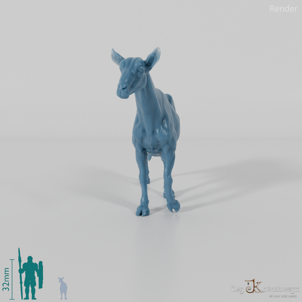 Goat - Mountain Goat 05