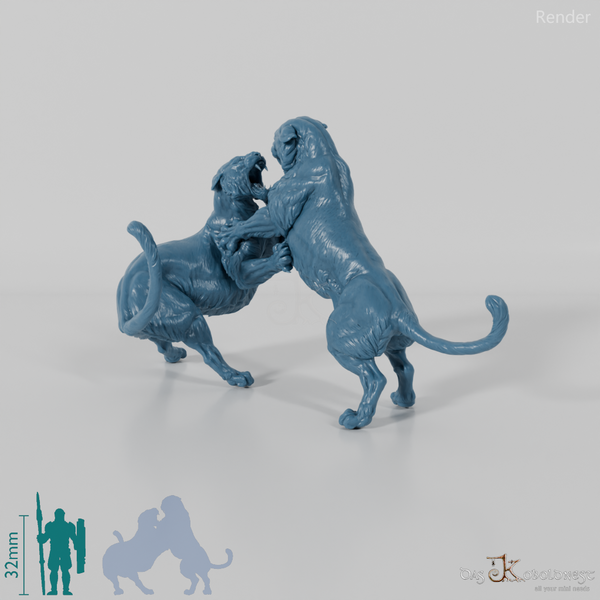 Big Cat - Bengal Tiger - Fighting