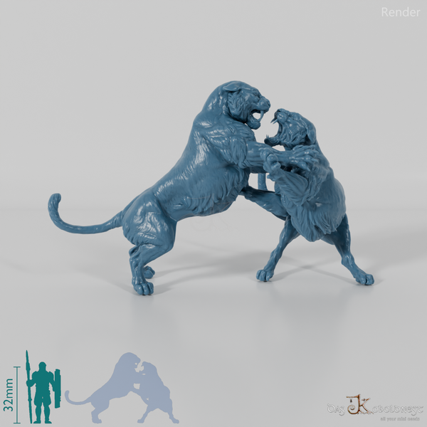 Big Cat - Bengal Tiger - Fighting