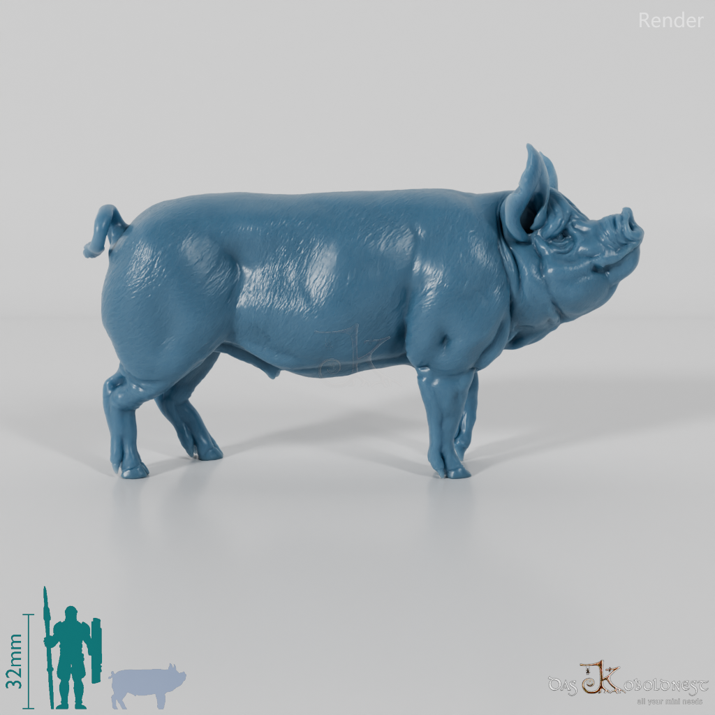Schwein - Berkshire-Eber 01