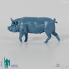 Pig - Berkshire Boar 02