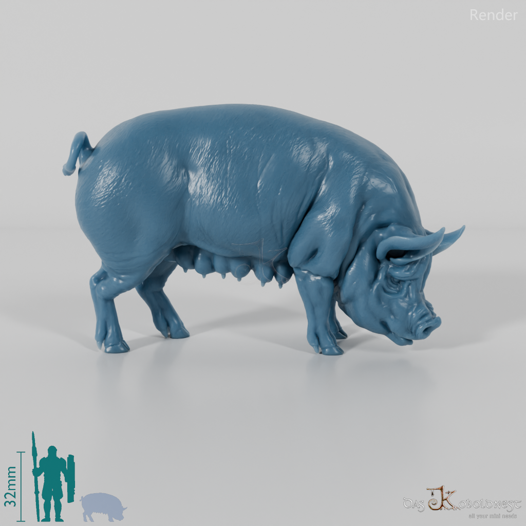 Pig - Berkshire sow 02