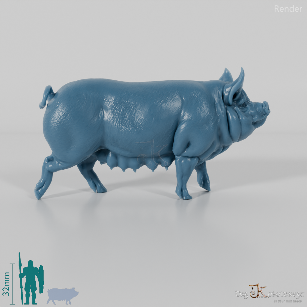 Pig - Berkshire sow 01