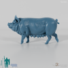 Pig - Berkshire sow 01