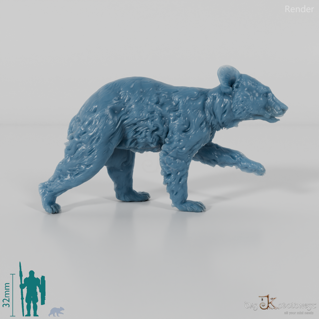 Bär - Amerikanischer Schwarzbär - Jungtier 01