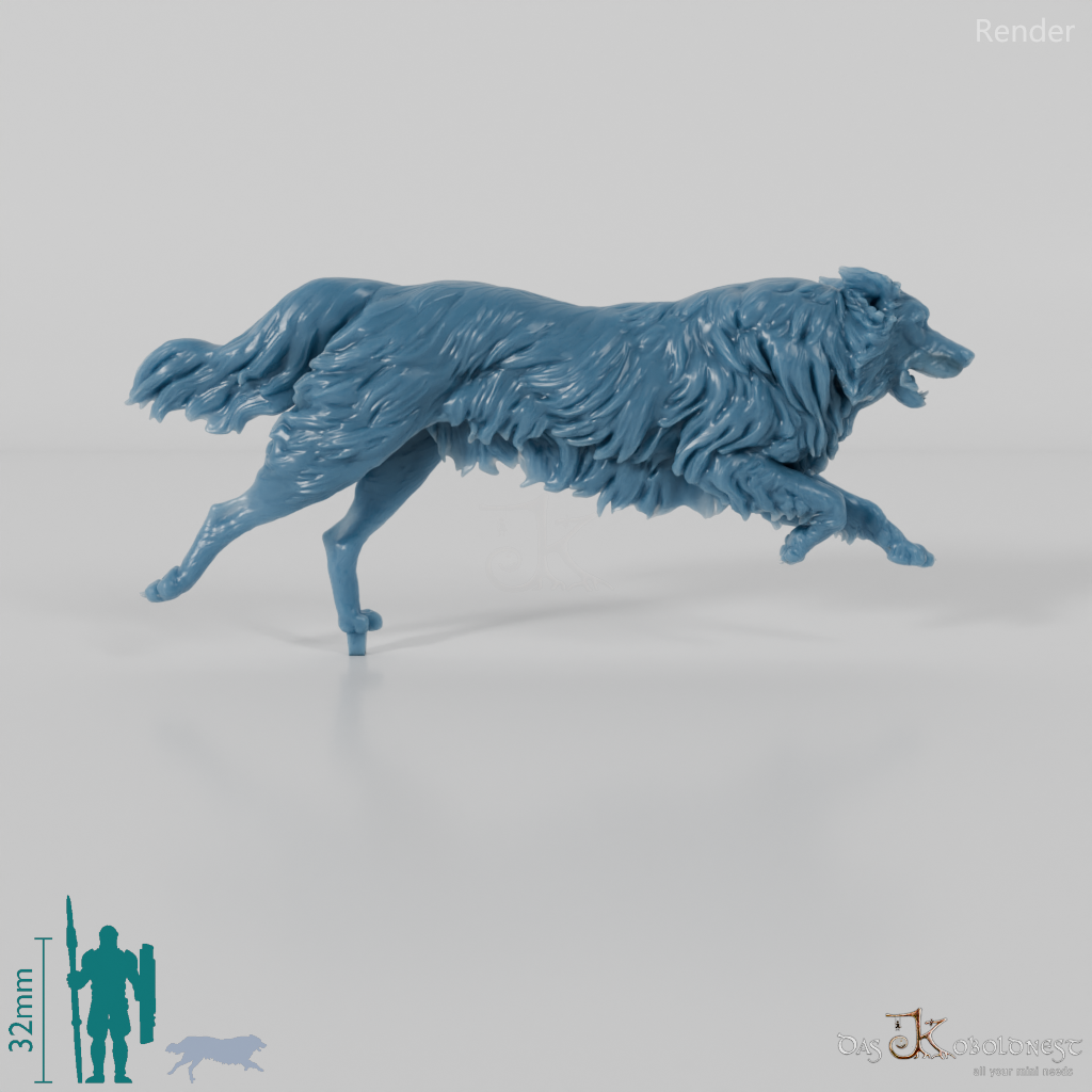 Hund - Border Collie 02