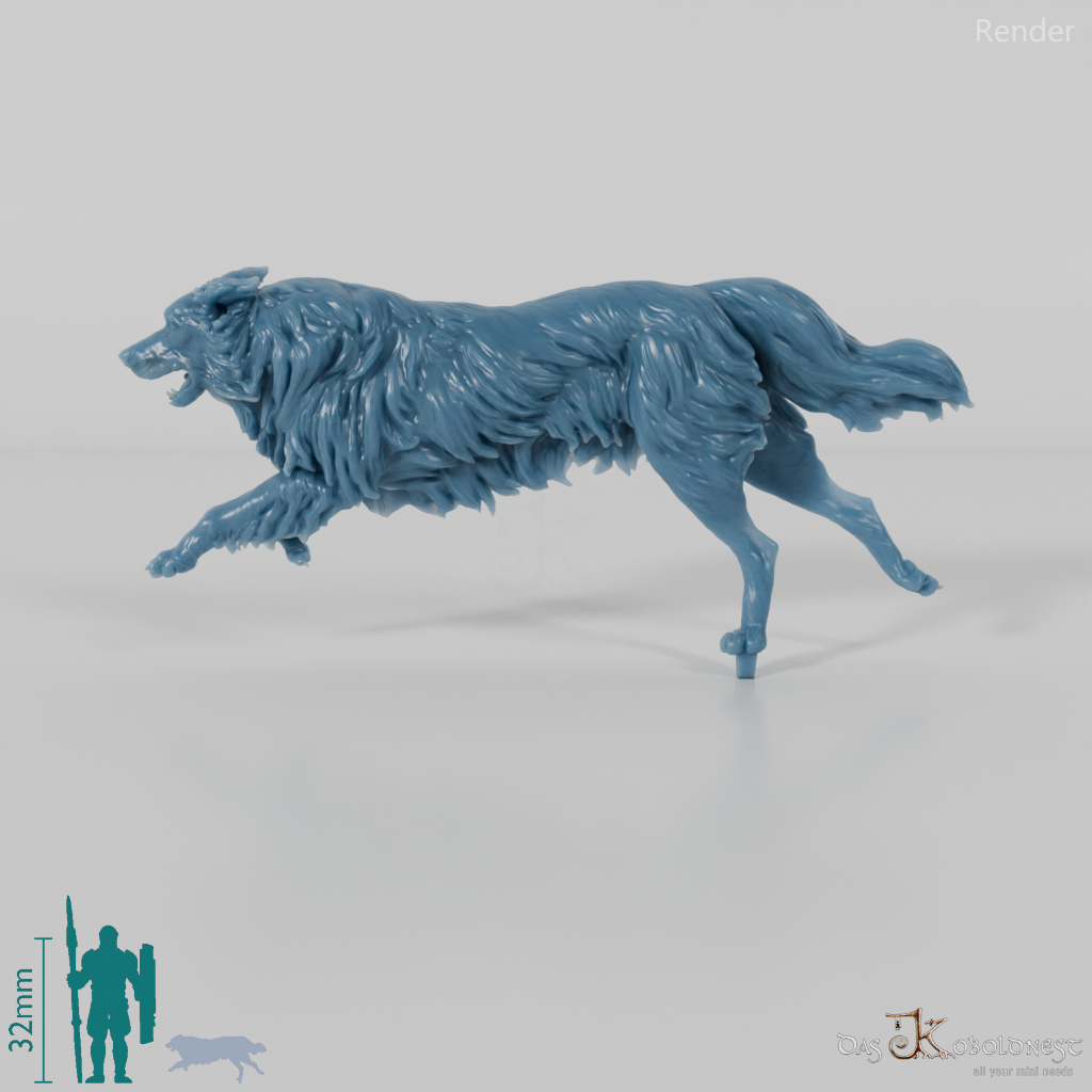 Hund - Border Collie 02