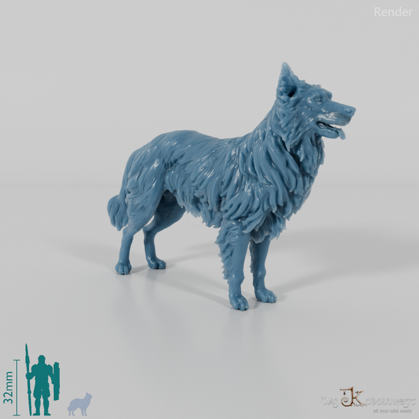 Hund - Border Collie 05