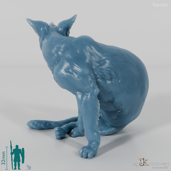 Cat - domestic cat 03