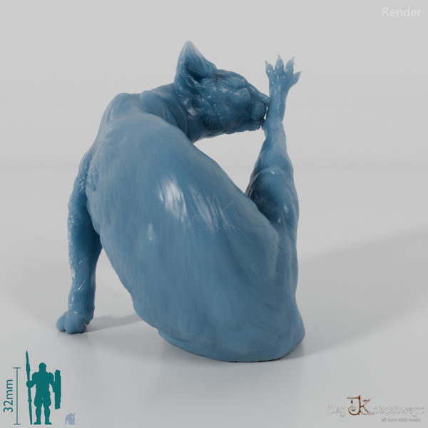 Cat - domestic cat 03