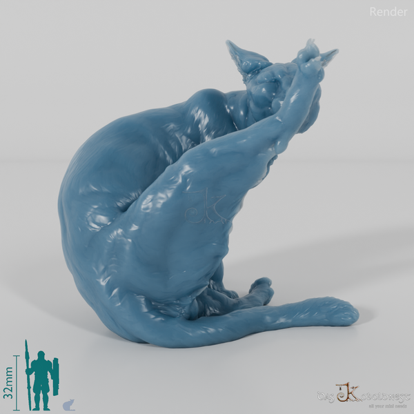 Cat - domestic cat 03