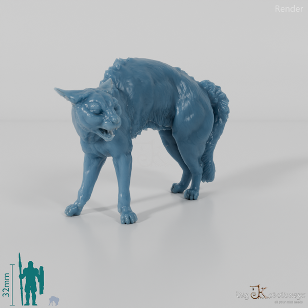 Cat - domestic cat 04