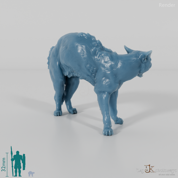 Cat - domestic cat 04