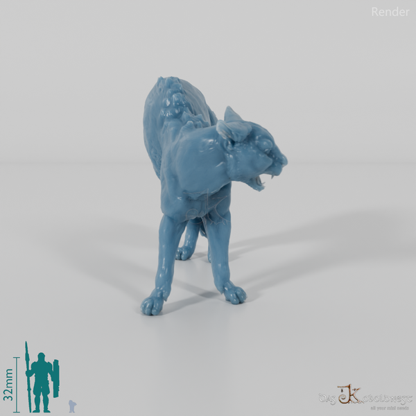 Cat - domestic cat 04