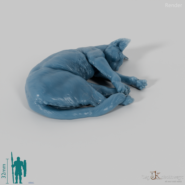 Cat - domestic cat 05