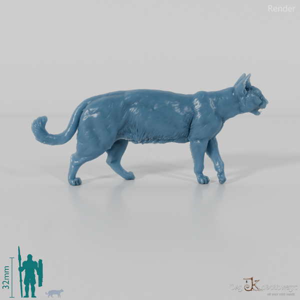 Cat - domestic cat 06