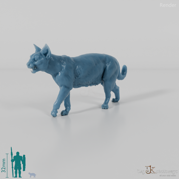 Cat - domestic cat 06