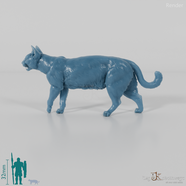 Cat - domestic cat 06