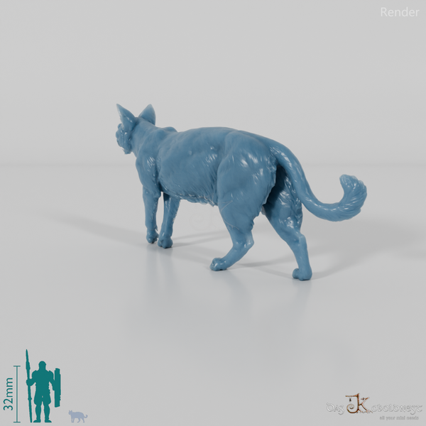 Cat - domestic cat 06