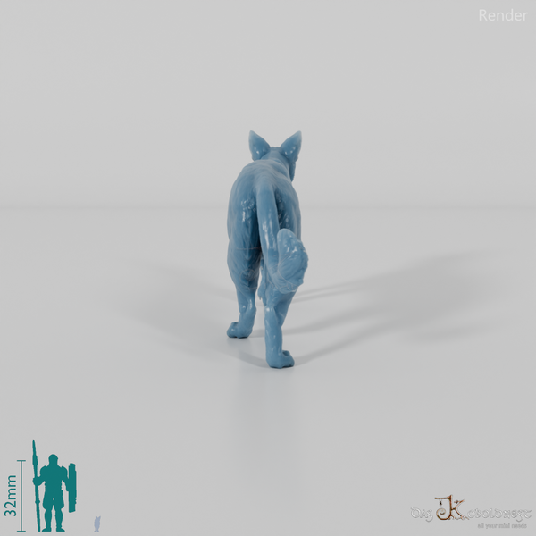 Cat - domestic cat 06