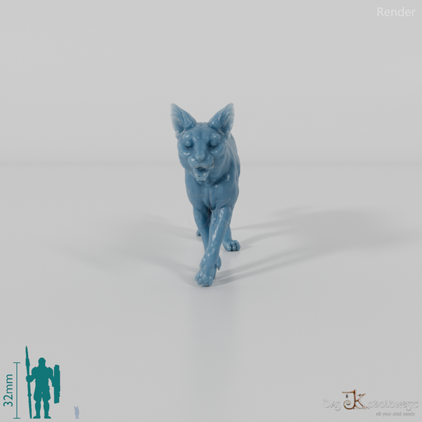 Cat - domestic cat 06