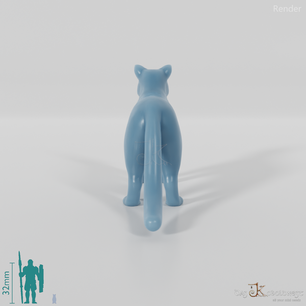 Cat - domestic cat 01