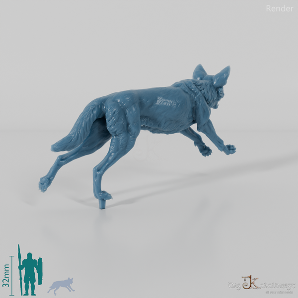 Dog - Australian Dingo 02