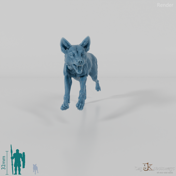 Dog - Australian Dingo 02